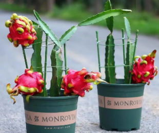 花盆火龍果種植怎樣才能產出好果